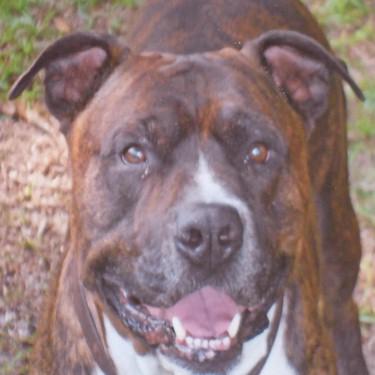 Down South Pits Kennels Ace Pit Bull.jpg
